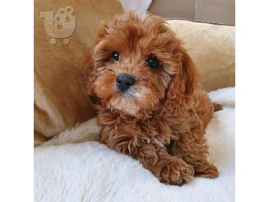 PoulaTo: Κουτάβια σαμπάνιας Cavapoo